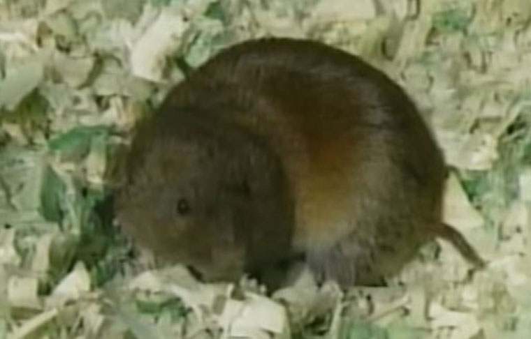 Trapping Vole Tips