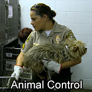 Animal Control