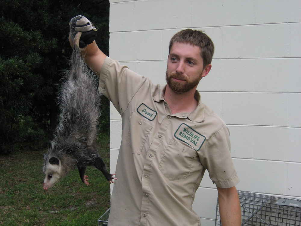 Opossum Photograph 001 - It's safe to hold them by the tail