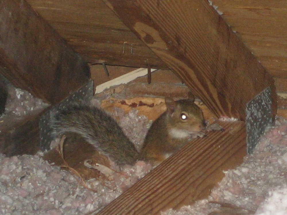 Squirrel Photograph 013  Squirrels often choose attics as home.