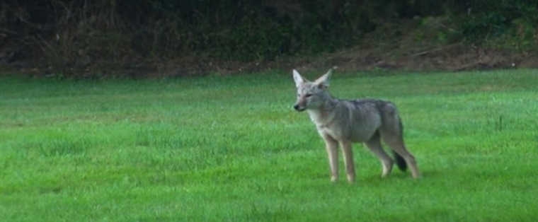 Some Ways To Humanely Kill A Coyote On Your Yard