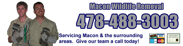 Macon Wildlife Control Company, GA - Wildlife Trappers