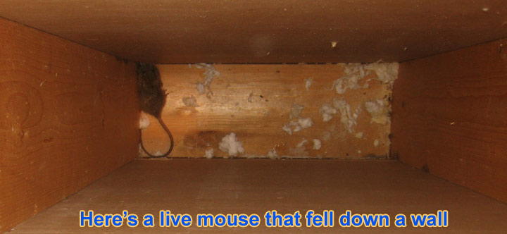 mouse house in wall