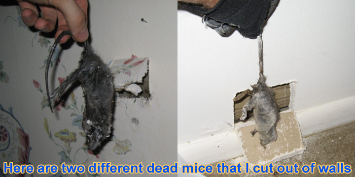 Mice In The Wall How To Get A Mouse Out Of Your Walls