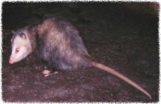 How To Get Rid Of Opossums Possums
