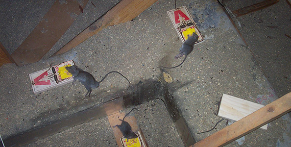 How To Get Rid Of Rats