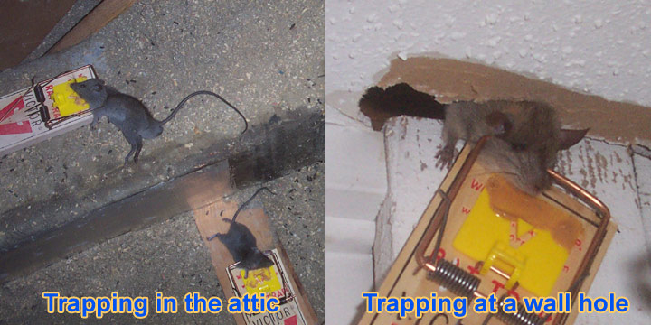 Rats In The Wall How To Get Rats Out Of Your Walls