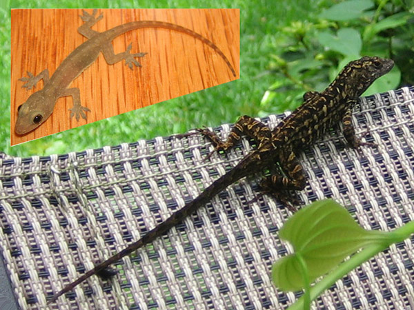 How to Get Rid of Lizards Like Little Brown or Green Anoles