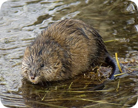 How can you control muskrats?