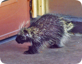 How do you get rid of porcupines?