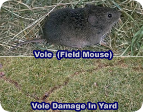 How To Get Rid Of Voles Aka Field Mice