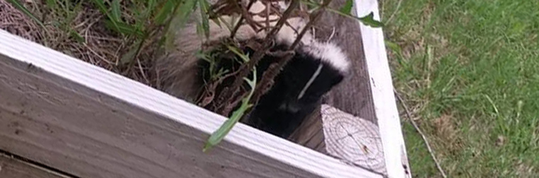 Keeping Skunks Out Of My Garden