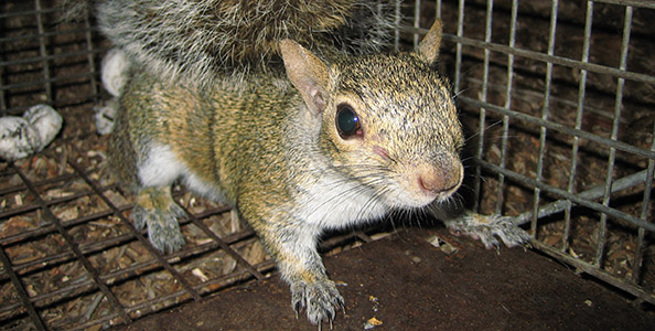 squirrels rid chimney remove read wrote articles