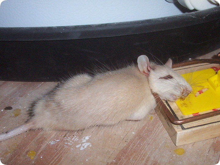 albino rat