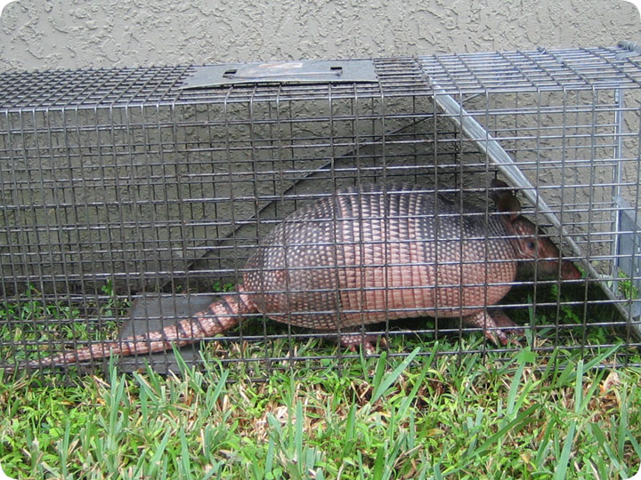What Bait to Use to Catch Armadillos
