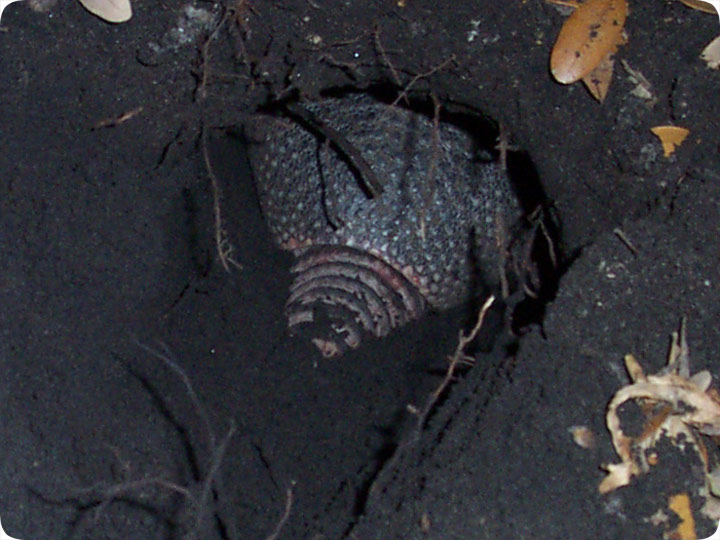 How To Stop Armadillo Digging