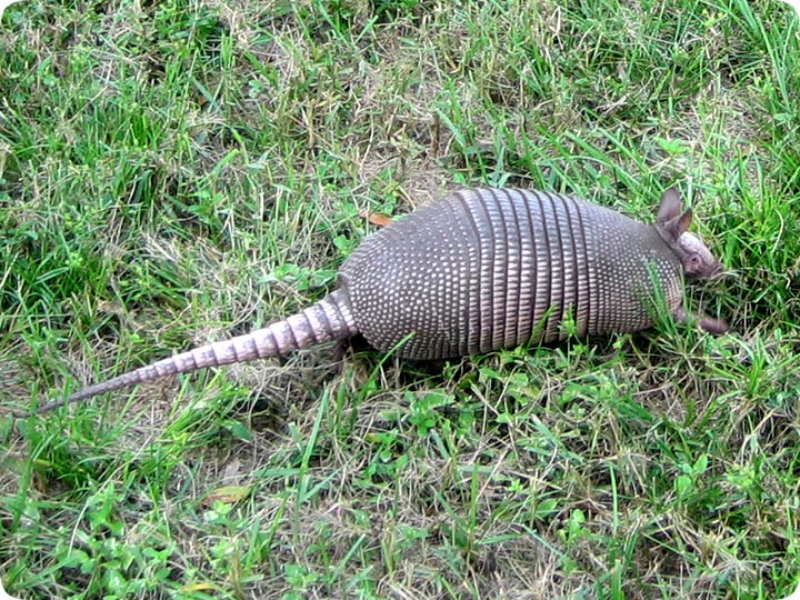 How to Solve an Armadillo Problem