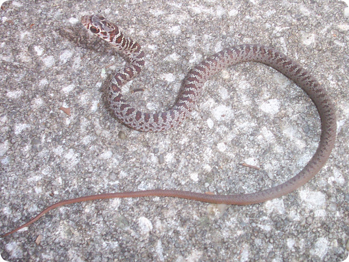 Baby Black Racer Snake