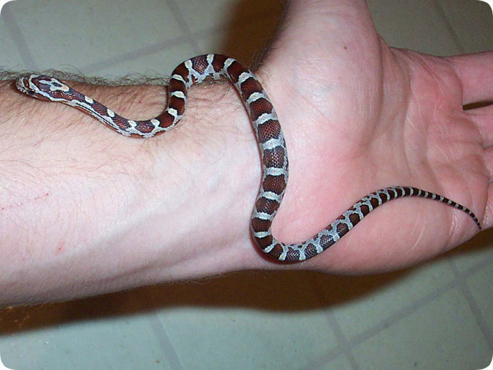 Baby Corn Snake