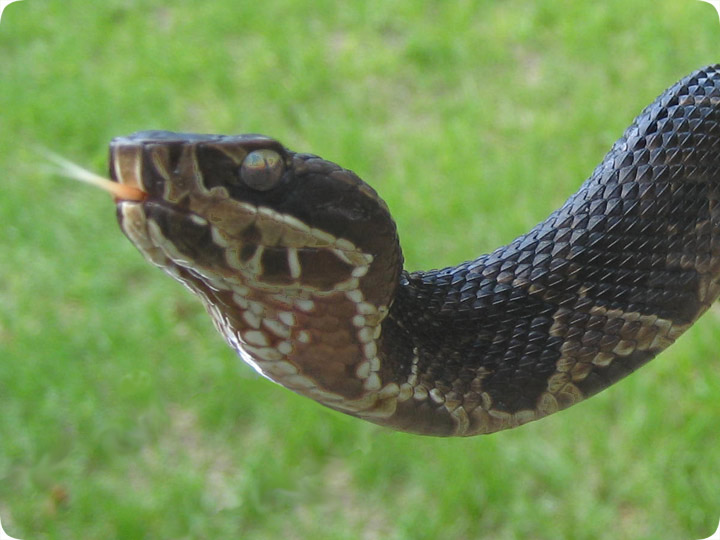 Baby Cottonmouth