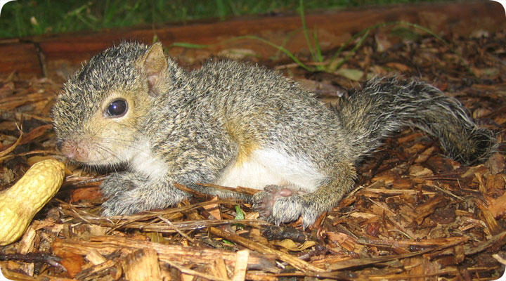 baby squirrel