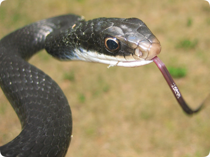 How many snakes are in central Florida?