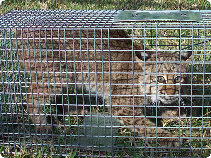 bobcat trap