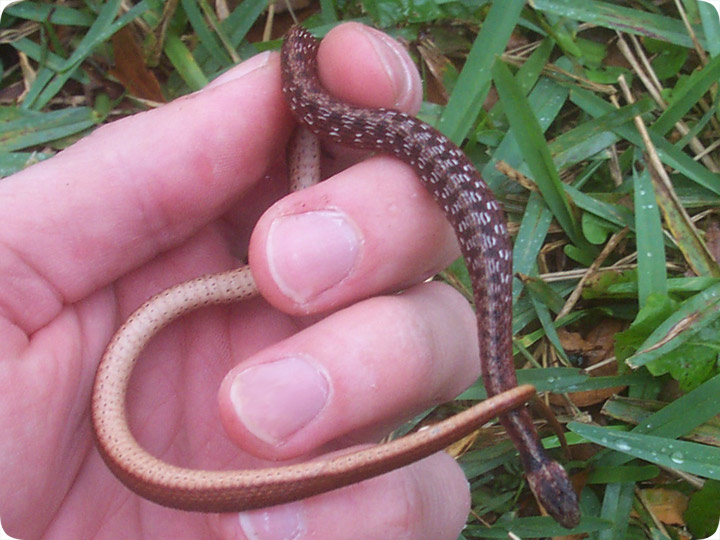 How To Catch a Snake