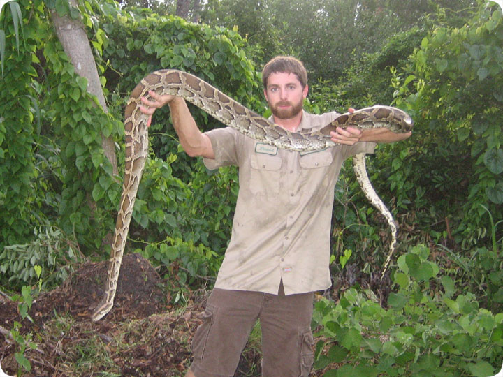 Florida Burmese Python