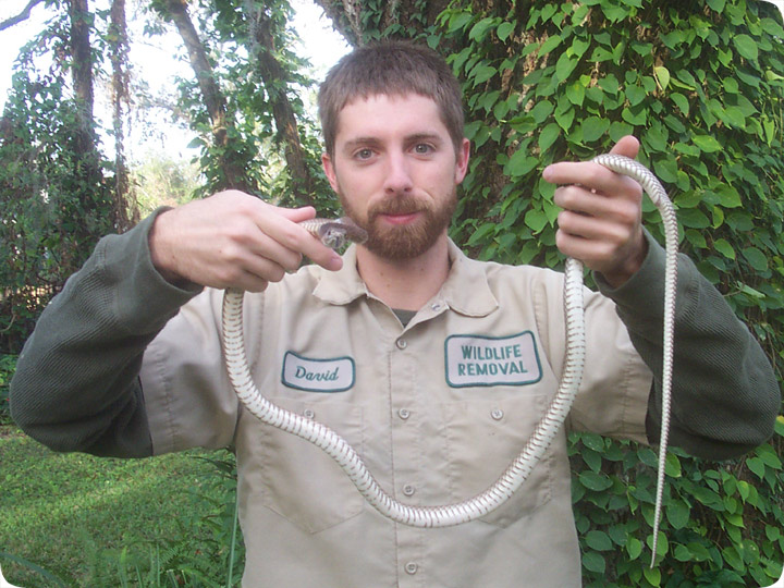 Eastern Coachwhip