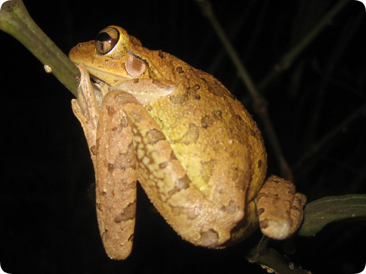 Cuban Tree Frog