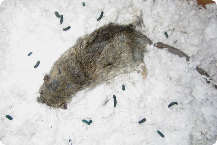 Where do Rats go to Die? – Rat Poison Facts