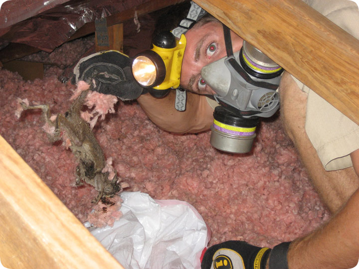 Squirrels In Attic Removal - Northern Virginia - Summit Wildlife Removal