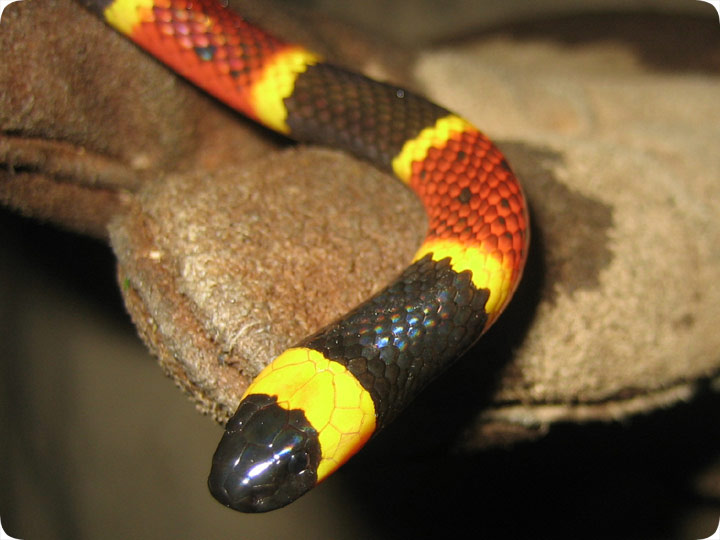 Eastern Coral Snake