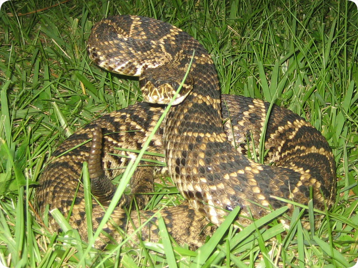 Eastern Diamondback Rattlesnake