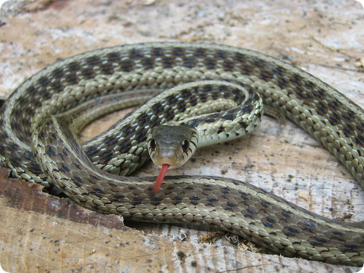 Eastern Garter Snake Not Garden Snake