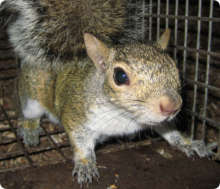 eastern gray squirrel