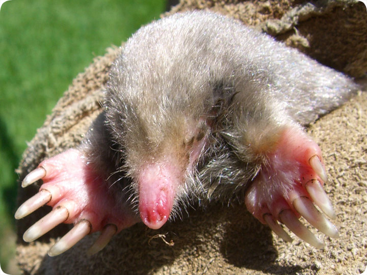 Eastern Mole