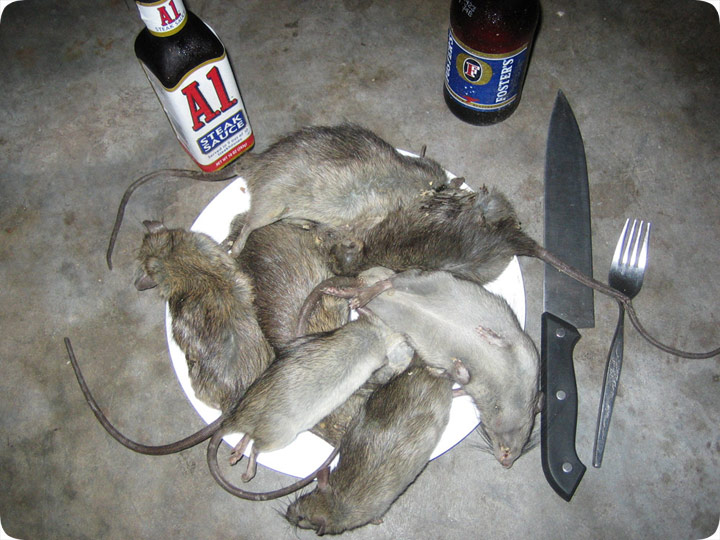 Eating Rats for Dinner