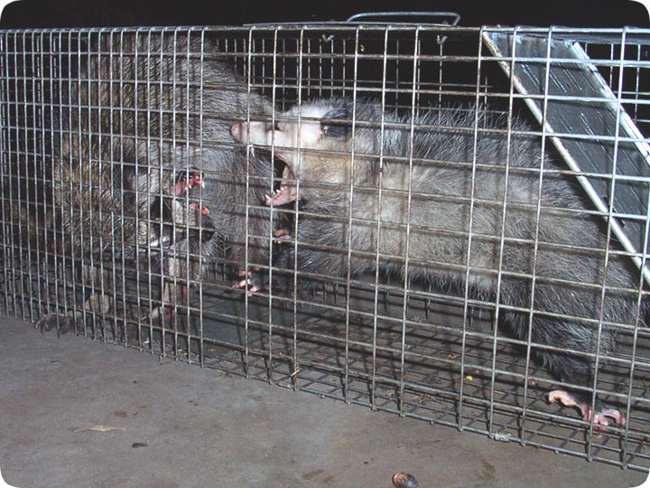 http://www.aaanimalcontrol.com/blog/fight.jpg