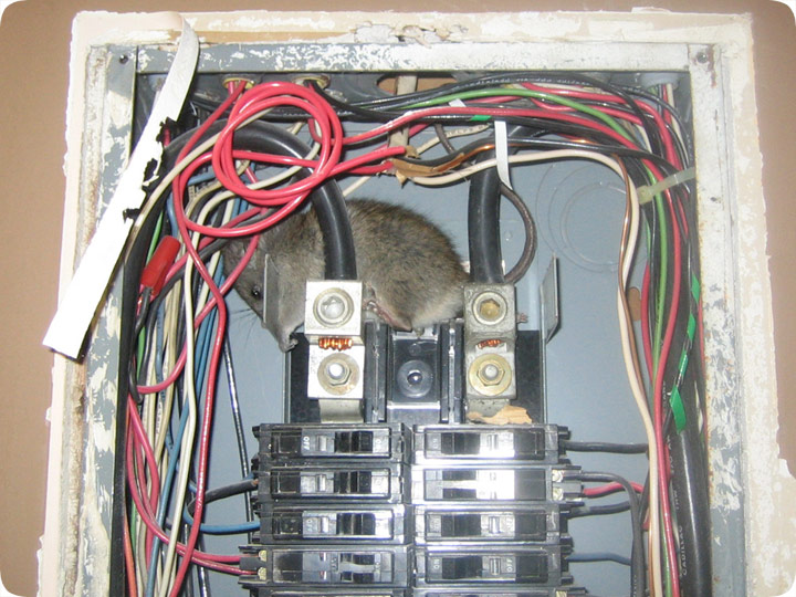 find a rat