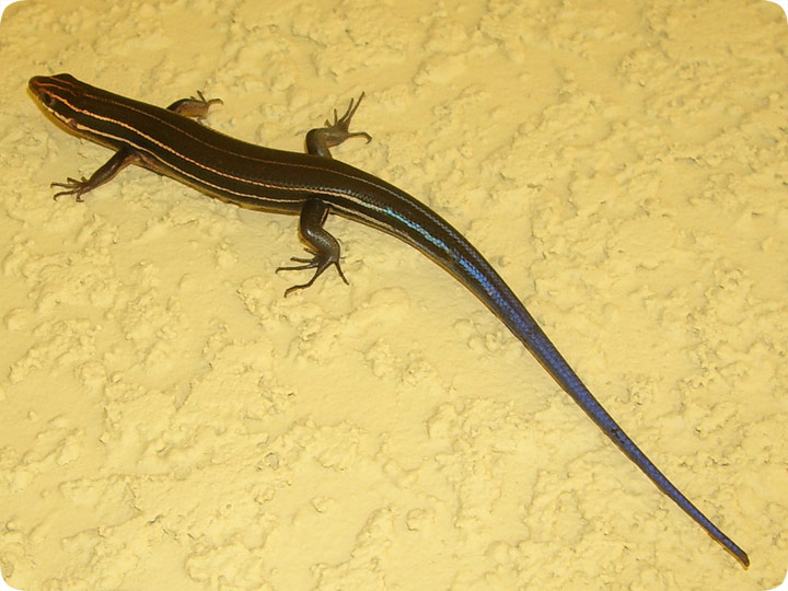 Five Lined Skink