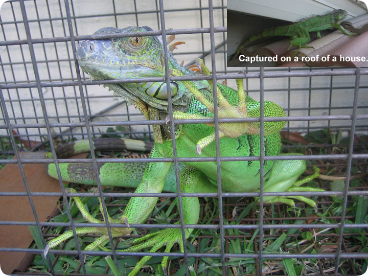 florida iguana