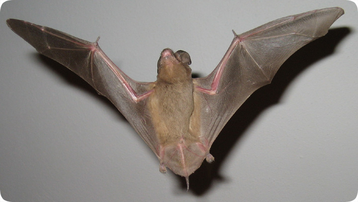 Flying Bat