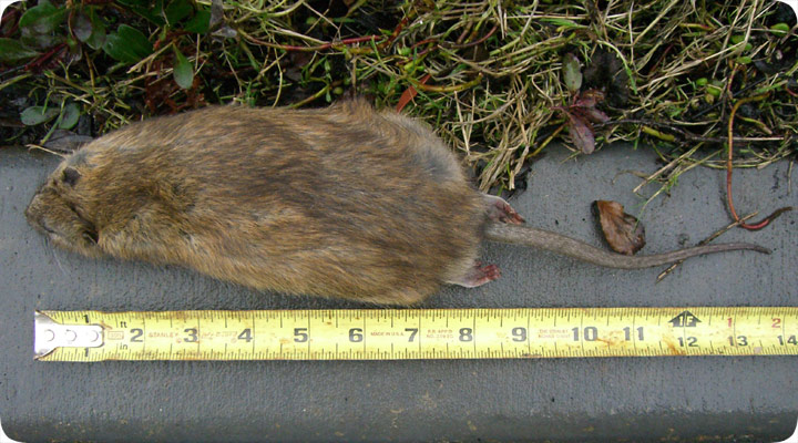 giant rat rats super norway very seattle average species cat