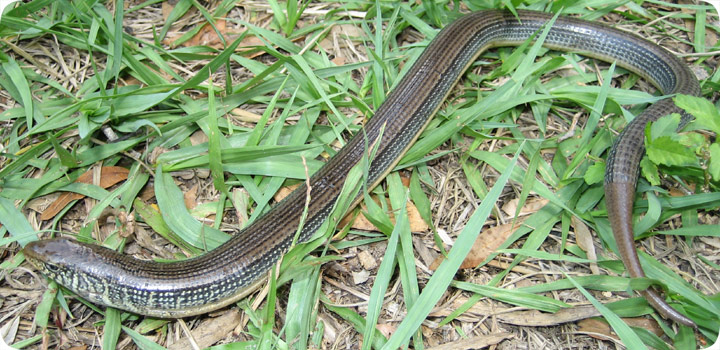 Glass Lizard