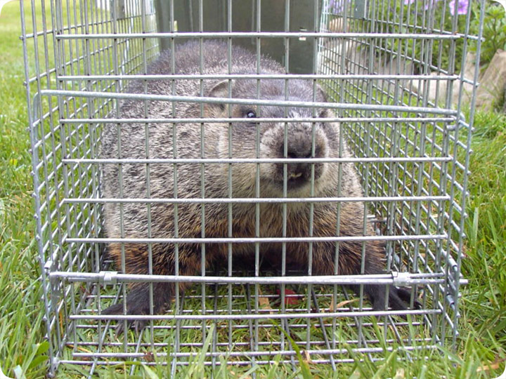 http://www.aaanimalcontrol.com/blog/groundhogtrapping.jpg