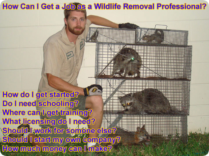 How Do I Get a Job In Wildlife Removal?