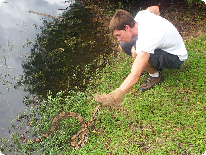 Florida Boa Constrictor