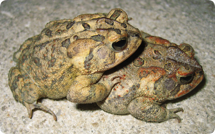 mating toads
